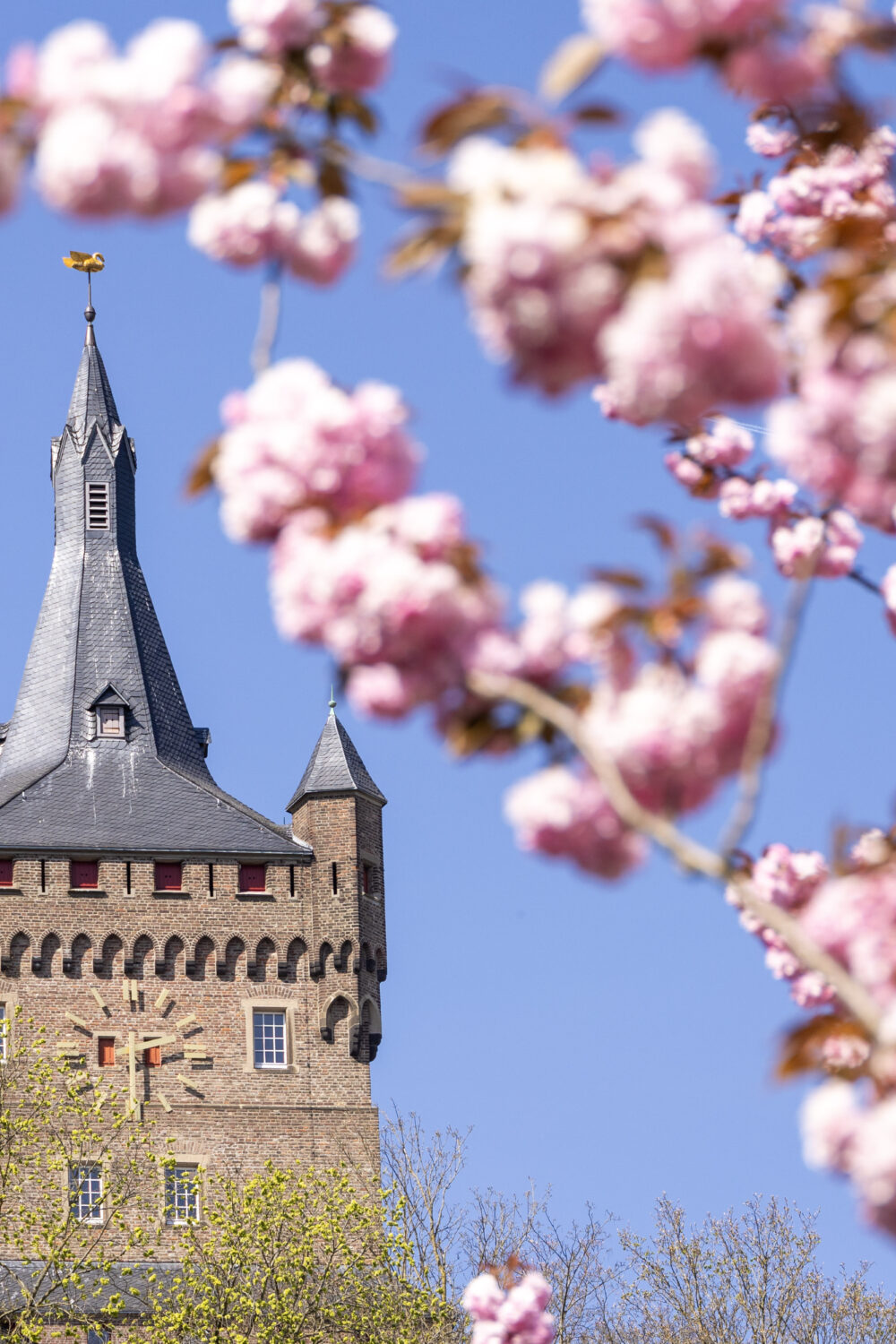 Burg gerahmt von Kirschblüten