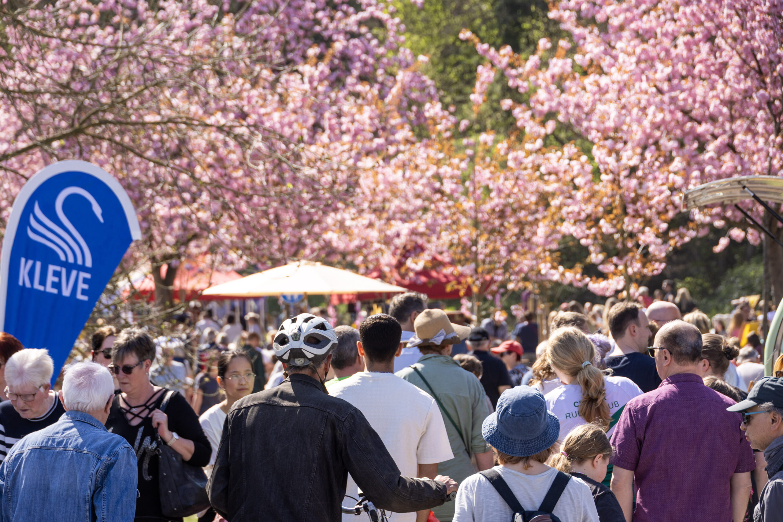 Viele Menschen vor nund unter blühenden Kirschblütenbäumen.
