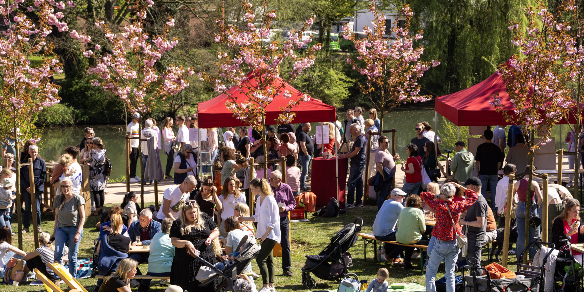 Menschen picknicken auf einer Wiese unter Kirschblütenbäumen