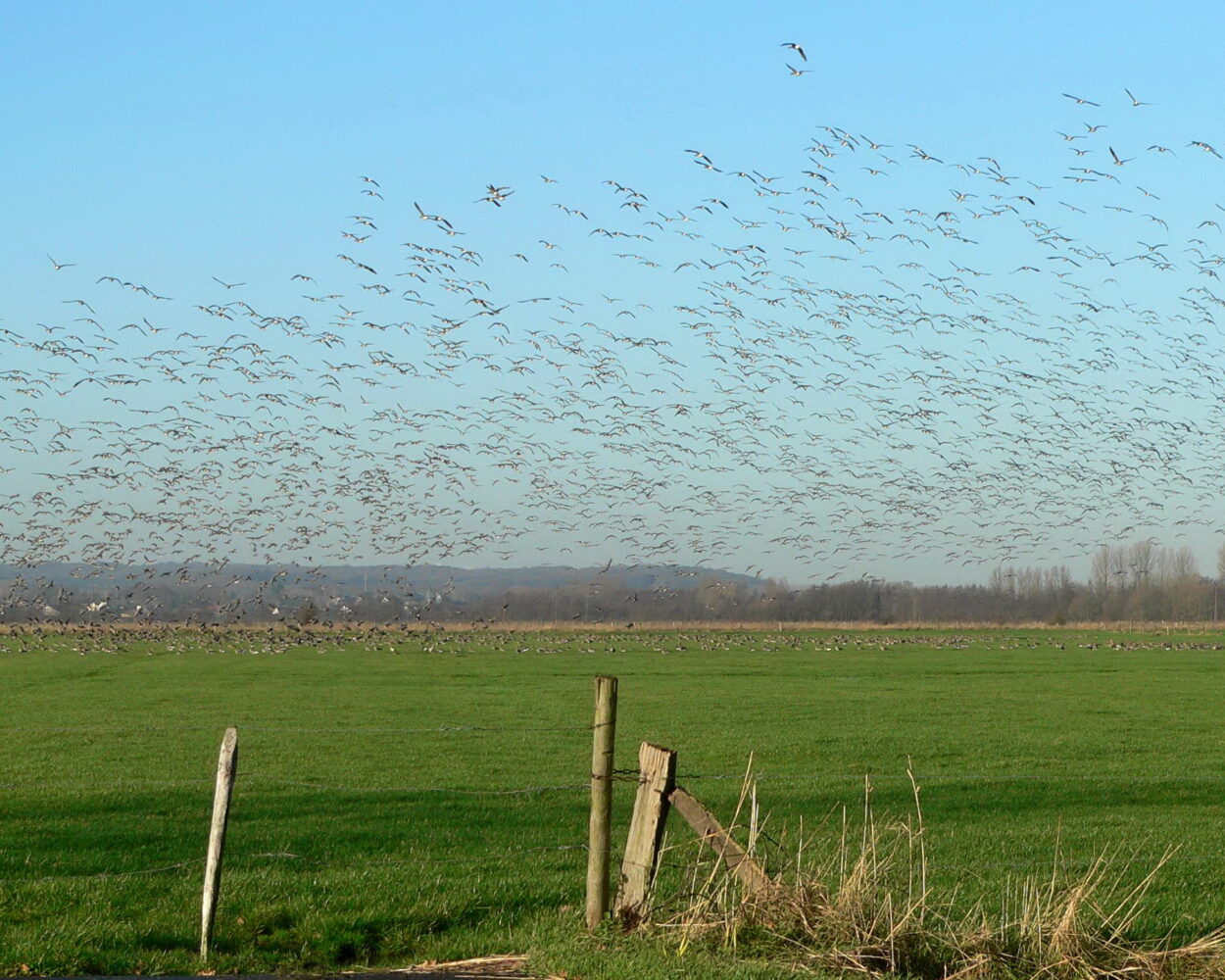 Große Schar von Wildgänsen fliegt über eine grüne Wiese mit Holzzaunpfählen unter blauem Himmel am Niederrhein