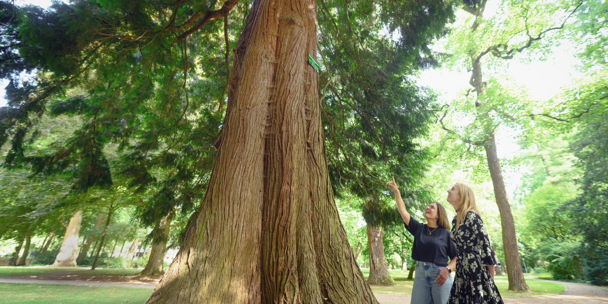 Zwei Personen stehen vor einem großen Baum im Forstgarten der Gartenanlagen. Eine Person zeigt auf den Baum, während die andere daneben steht. Der Baum hat eine dicke, rissige Rinde und ist von grünen Blättern umgeben.