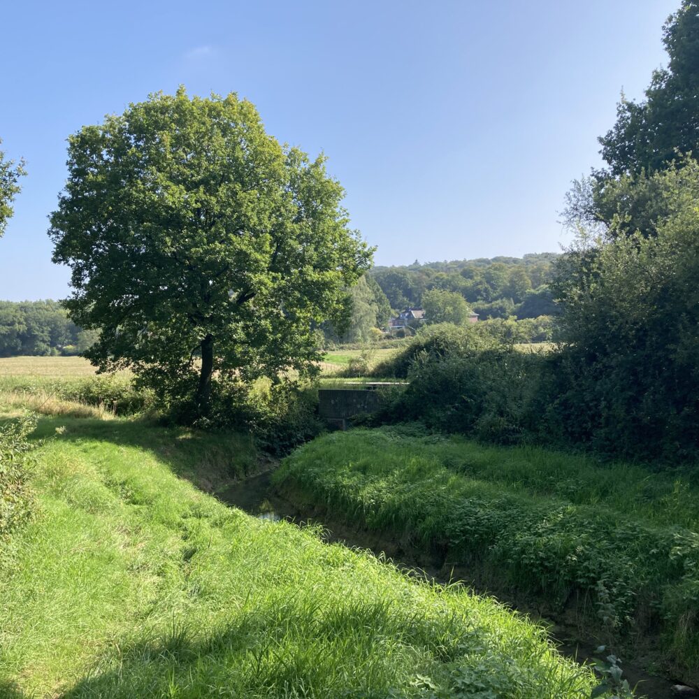 Grüner Bachlauf im Natuschutzgebiet Düffel mit dichtem Gras und Büschen, zwei große Laubbäume links und rechts, im Hintergrund bewaldete Hügel und ein Haus unter blauem Himmel.