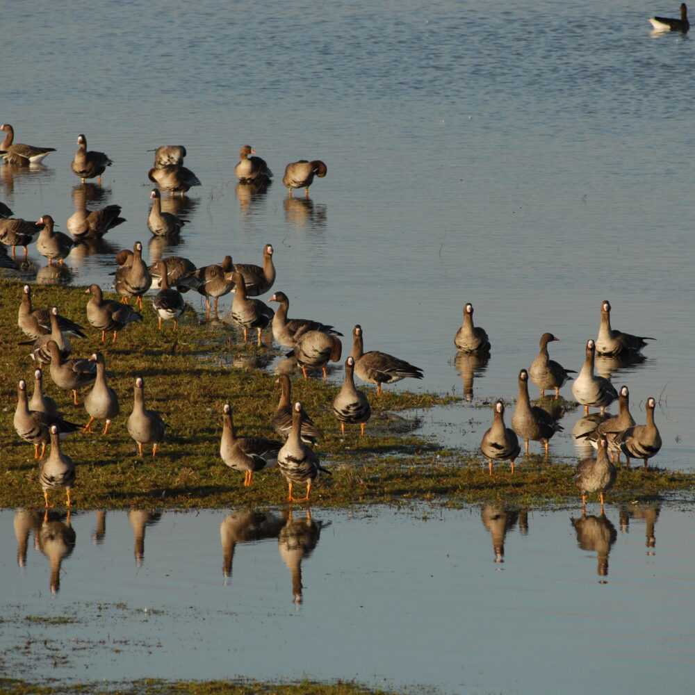 Viele Gänse stehen und schwimmen auf einem flachen Gewässer mit Grasinseln, ihre Spiegelbilder sind im Wasser sichtbar.