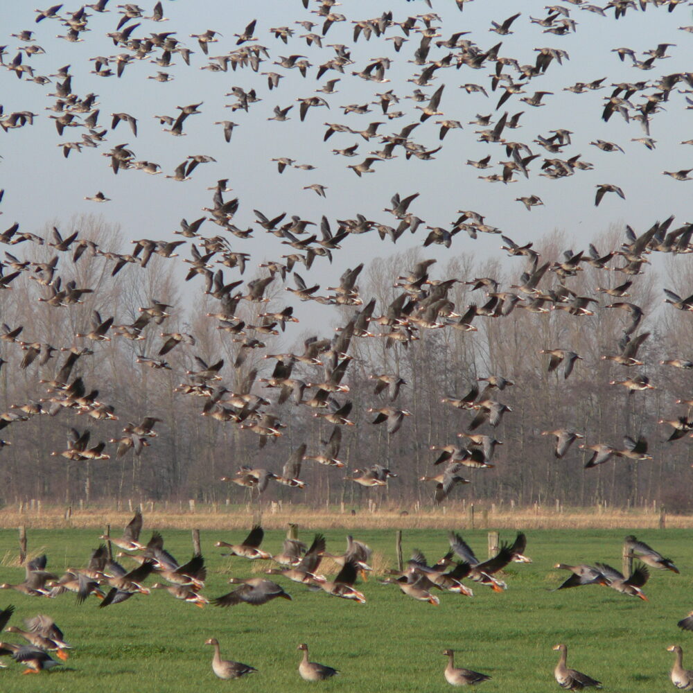 Großer Schwarm grauer Gänse fliegt über eine grüne Wiese mit kahlen Bäumen im Hintergrund. Ein Foto der NABU-Naturschutzstation Niederrhein