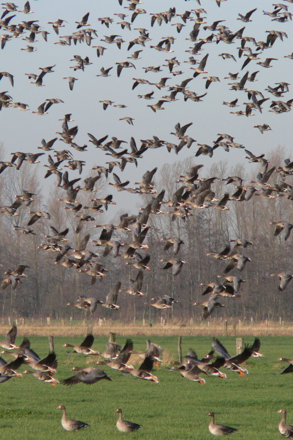 Großer Schwarm grauer Gänse fliegt über eine grüne Wiese mit kahlen Bäumen im Hintergrund. Ein Foto der NABU-Naturschutzstation Niederrhein