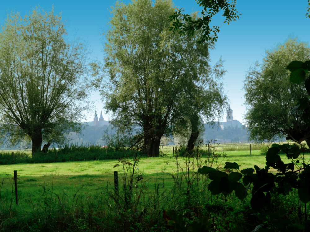 Zwei große, grüne Weidenbäume stehen im Vordergrund, im Hintergrund sind Silhouetten von Gebäuden und Türmen zu sehen, umgeben von einer grünen Wiese.