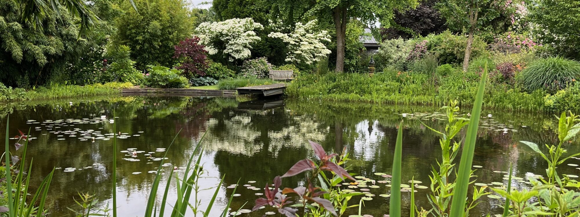 Teich mit Seerosen im Garten Hakenbeck, umgeben von verschiedenen Bäumen und Sträuchern, davor hohe Gräser und Pflanzen.