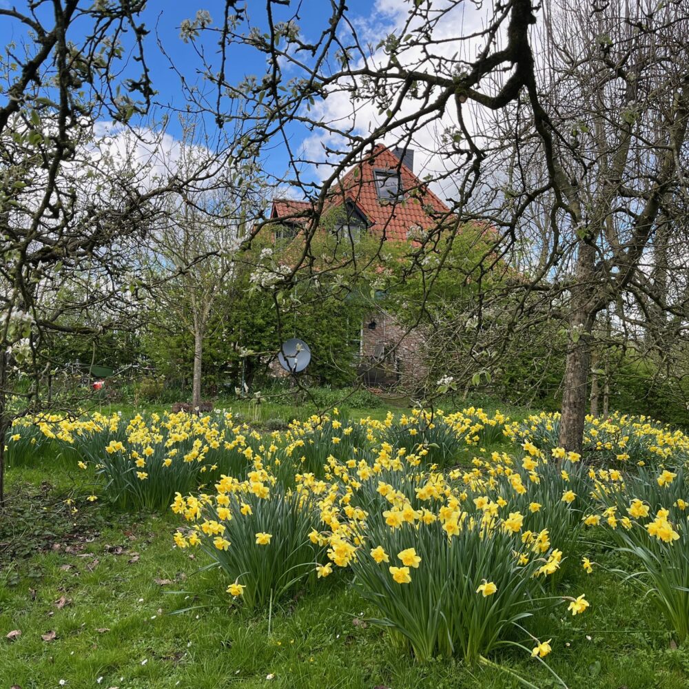 Backsteinhaus mit rotem Ziegeldach hinter blühenden gelben Narzissen und kahlen Bäumen unter blauem Himmel mit Wolken