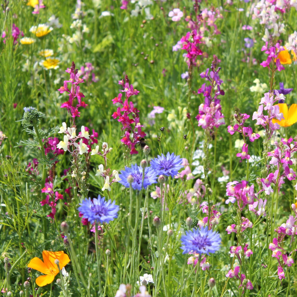 Wiese mit vielen bunten Blumen