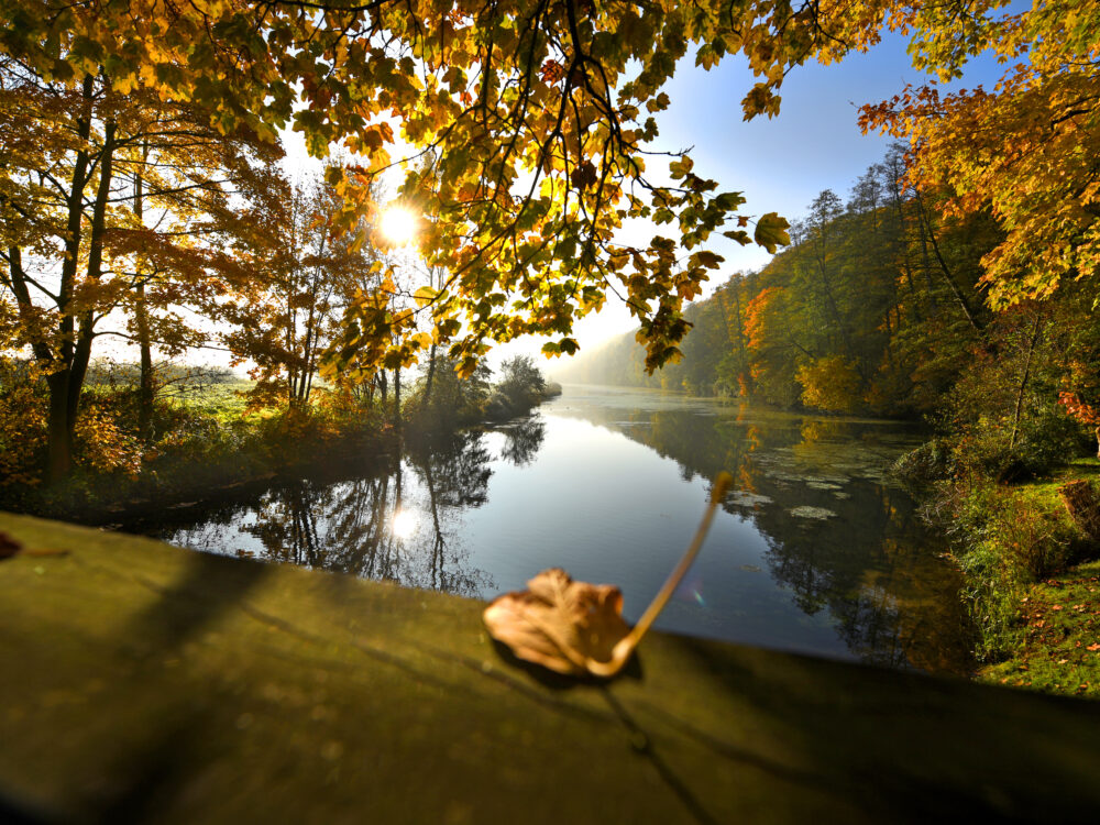 Blick auf einen Bluss und goldene Blätter.