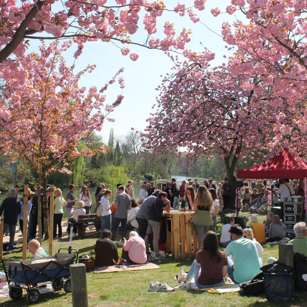Menschen sitzen und stehen unter blühenden Kirschbäumen bei einem Frühlingsfest im Park, einige Tische und ein rotes Zelt sind sichtbar.