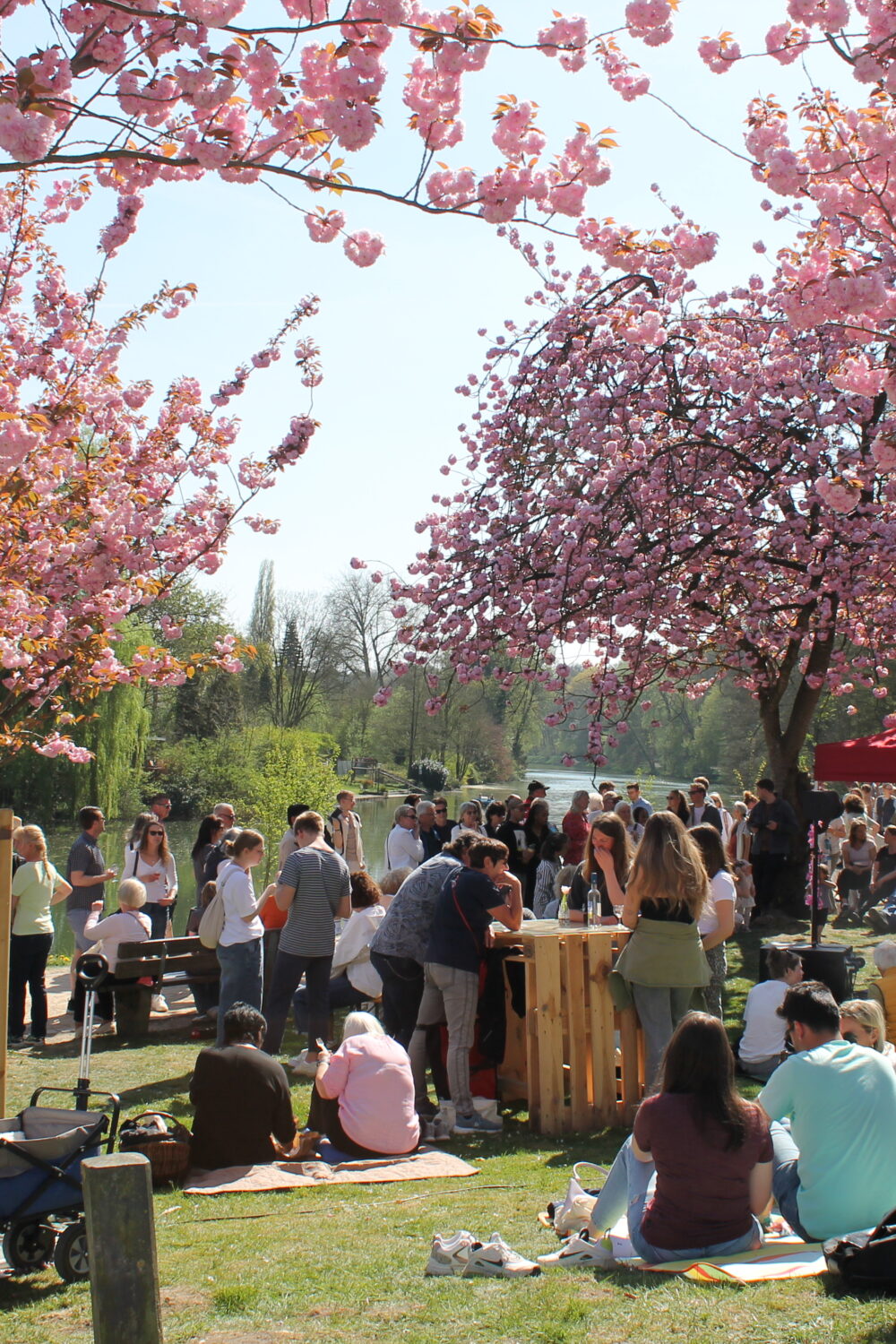 Menschen sitzen und stehen unter blühenden Kirschbäumen bei einem Frühlingsfest im Park, einige Tische und ein rotes Zelt sind sichtbar.