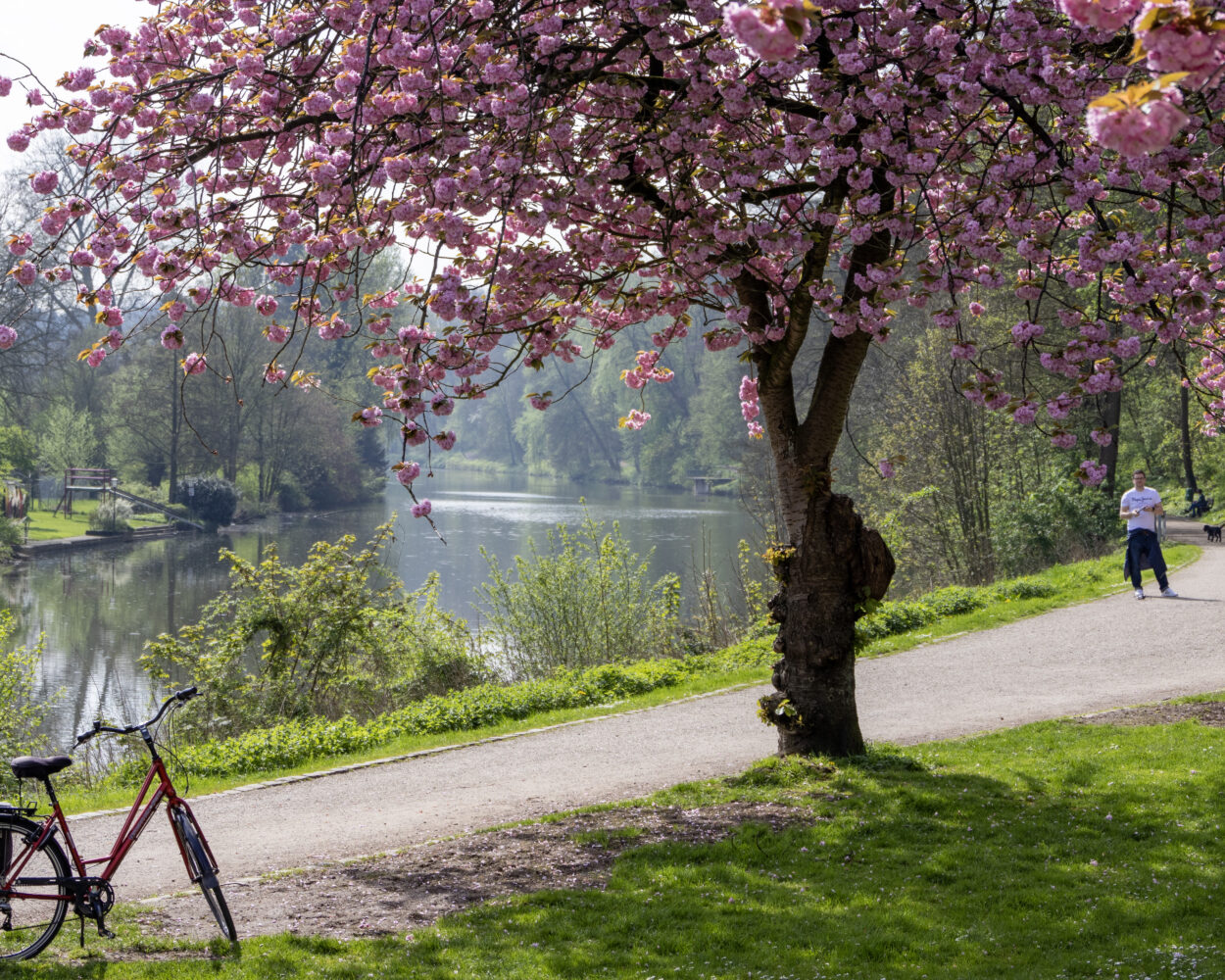 Blühender Kirschbaum mit rosa Blüten neben einem Weg am Kermisdahl, Fahrrad lehnt am Baum, zwei Personen gehen auf dem Weg