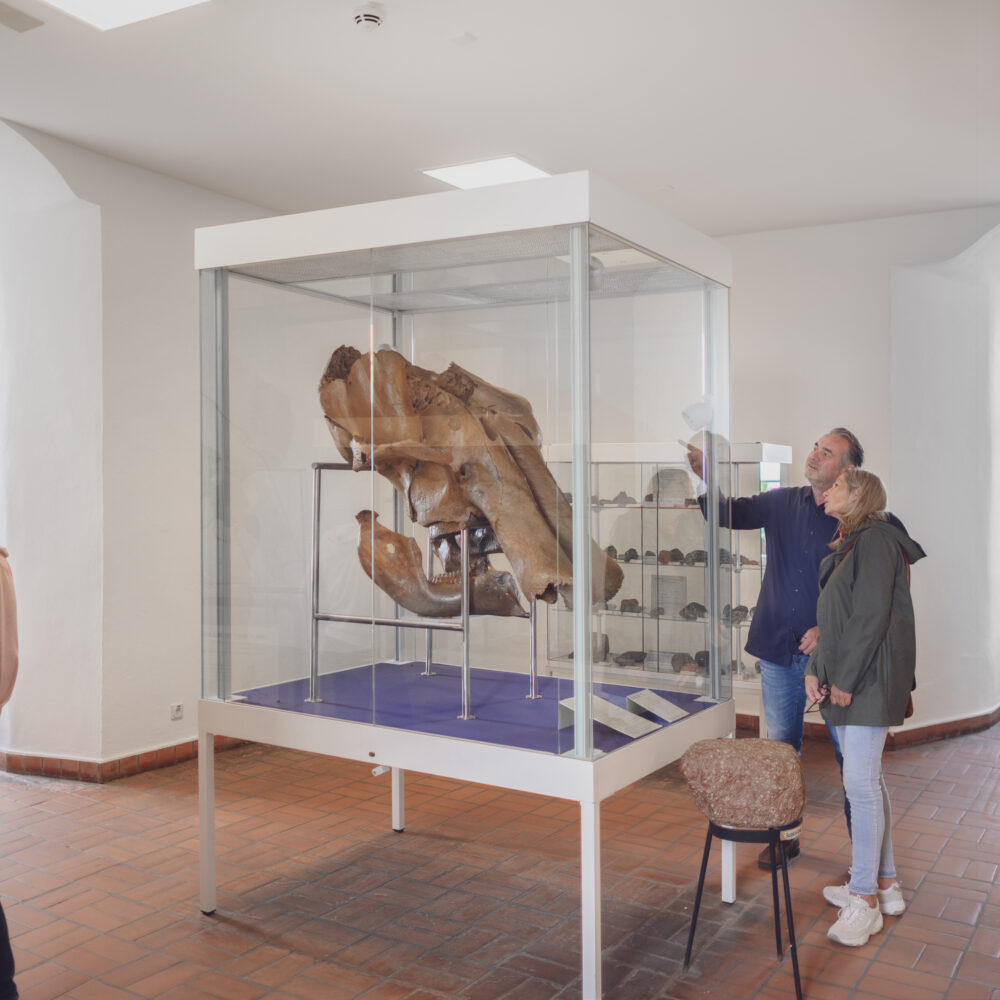 Eine Gruppe von Personen steht vor einer Vitrine mit einem großen, fossilen Skelett im Schwanenturm. Die Vitrine ist aus Glas und zeigt das Skelett auf einem blauen Tisch. Im Hintergrund sind Fenster und weitere Vitrinen sichtbar.