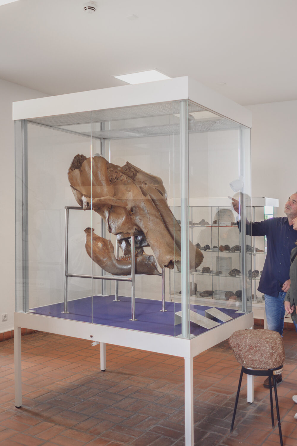 Eine Gruppe von Personen steht vor einer Vitrine mit einem großen, fossilen Skelett im Schwanenturm. Die Vitrine ist aus Glas und zeigt das Skelett auf einem blauen Tisch. Im Hintergrund sind Fenster und weitere Vitrinen sichtbar.