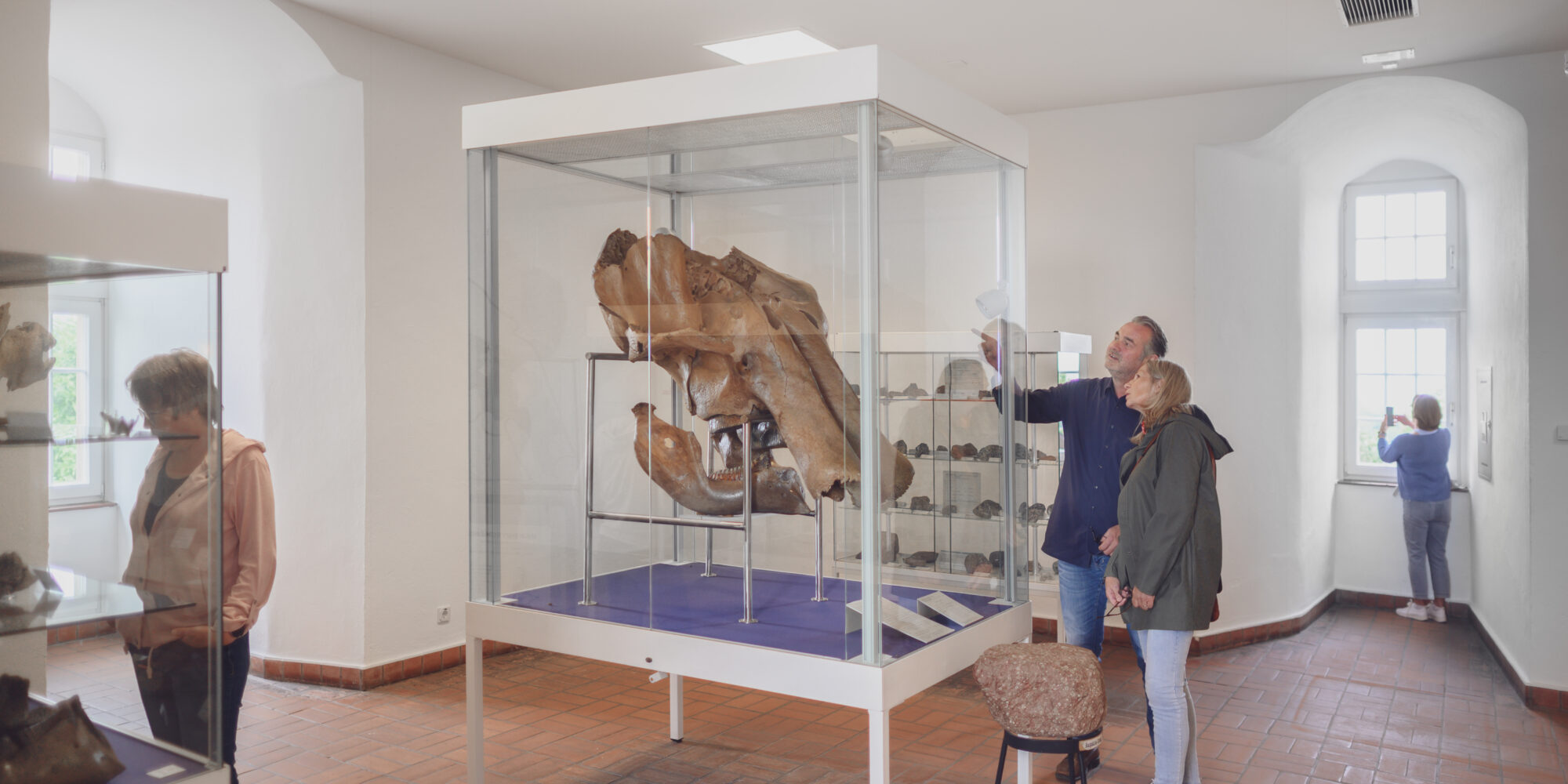Eine Gruppe von Personen steht vor einer Vitrine mit einem großen, fossilen Skelett im Schwanenturm. Die Vitrine ist aus Glas und zeigt das Skelett auf einem blauen Tisch. Im Hintergrund sind Fenster und weitere Vitrinen sichtbar.