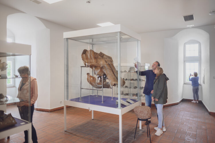 Eine Gruppe von Personen steht vor einer Vitrine mit einem großen, fossilen Skelett im Schwanenturm. Die Vitrine ist aus Glas und zeigt das Skelett auf einem blauen Tisch. Im Hintergrund sind Fenster und weitere Vitrinen sichtbar.