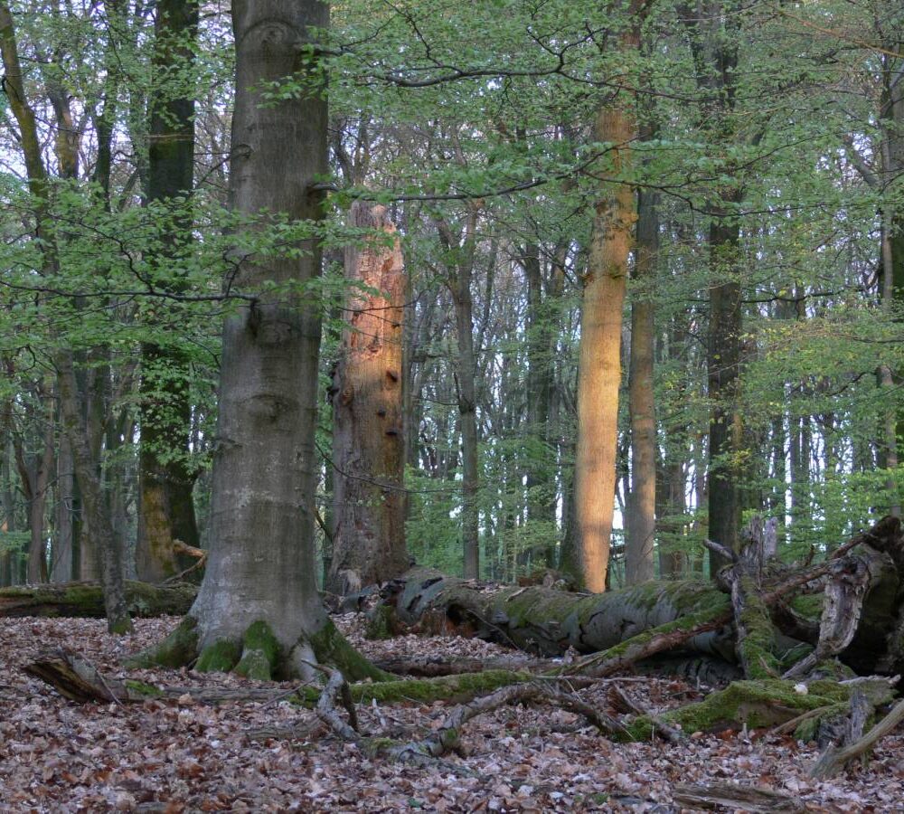 Blick in einen Laubwald mit mehreren Buchen in der Naturwaldzelle Geldenberg, darunter ein umgestürzter Baumstamm mit Moos bedeckt, und Laub auf dem Boden.