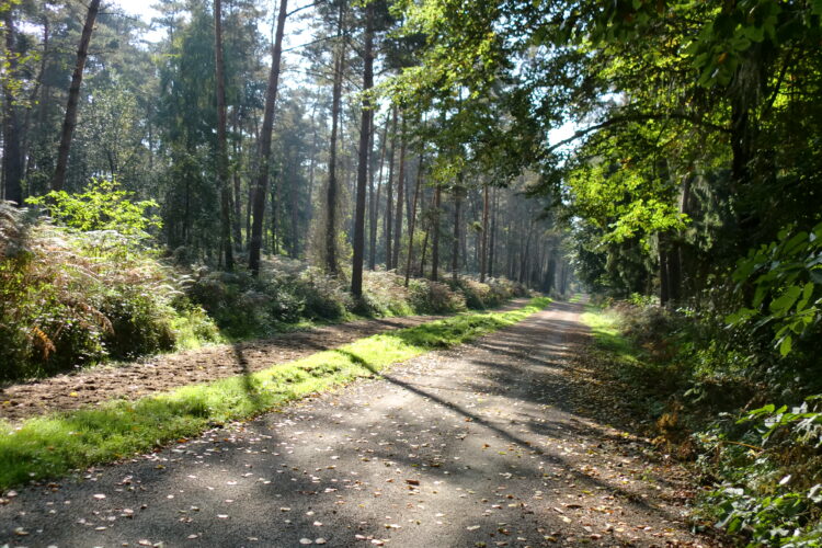 Waldgebiet, links uns rechts Bäume