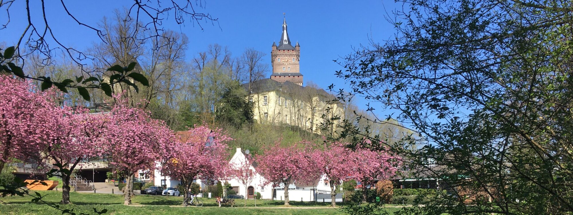 Blick auf die Schwanenburg mit Kirschblüten im Vordergrund. Der Turm der Burg ist sichtbar, umgeben von Bäumen und einem ruhigen Gewässer.