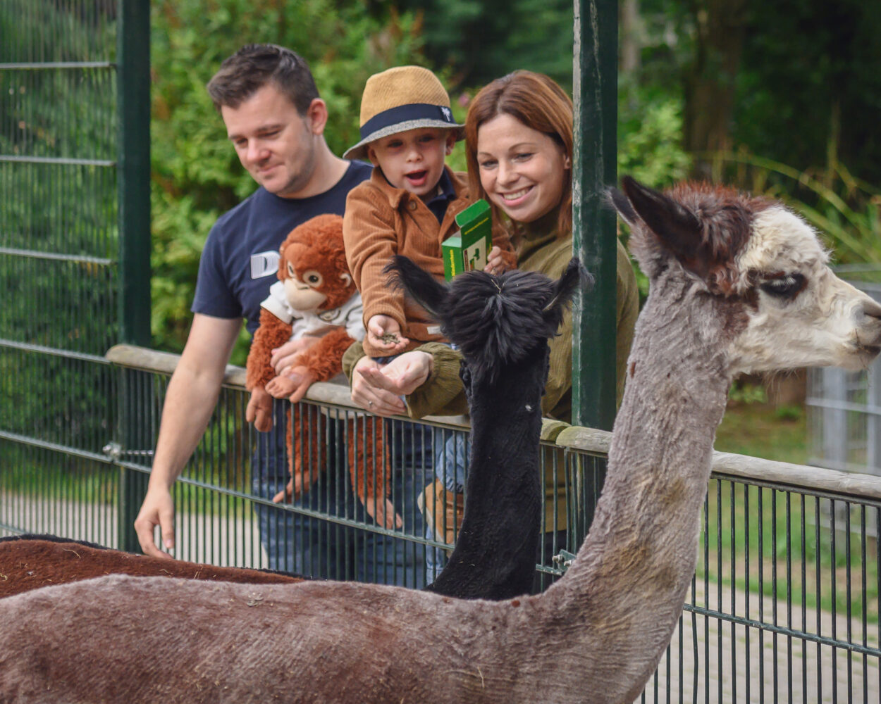 zwei Erwachsene und ein Kind füttern Tiere im Tiergarten Kleve