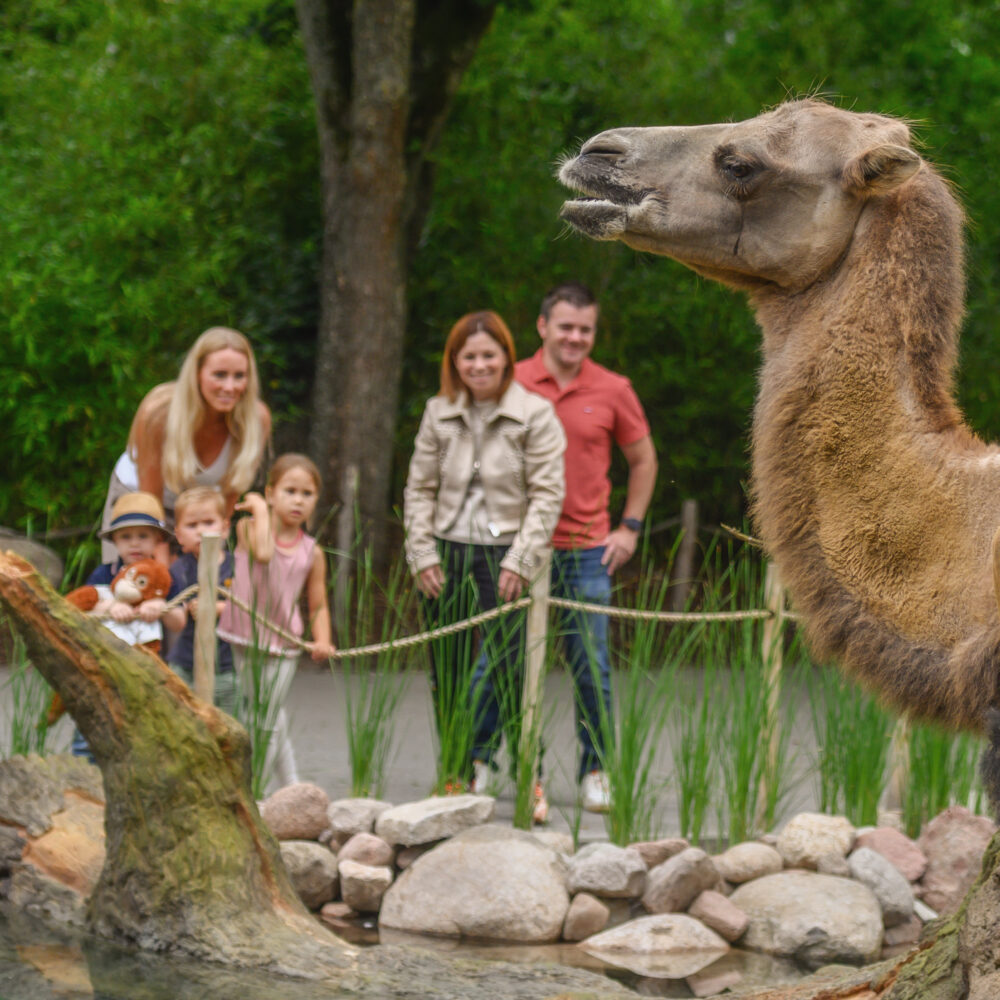 Ein Dromedar steht im Vordergrund, während eine Gruppe von Menschen im Hintergrund steht. Die Umgebung ist grün mit Bäumen und Steinen.
