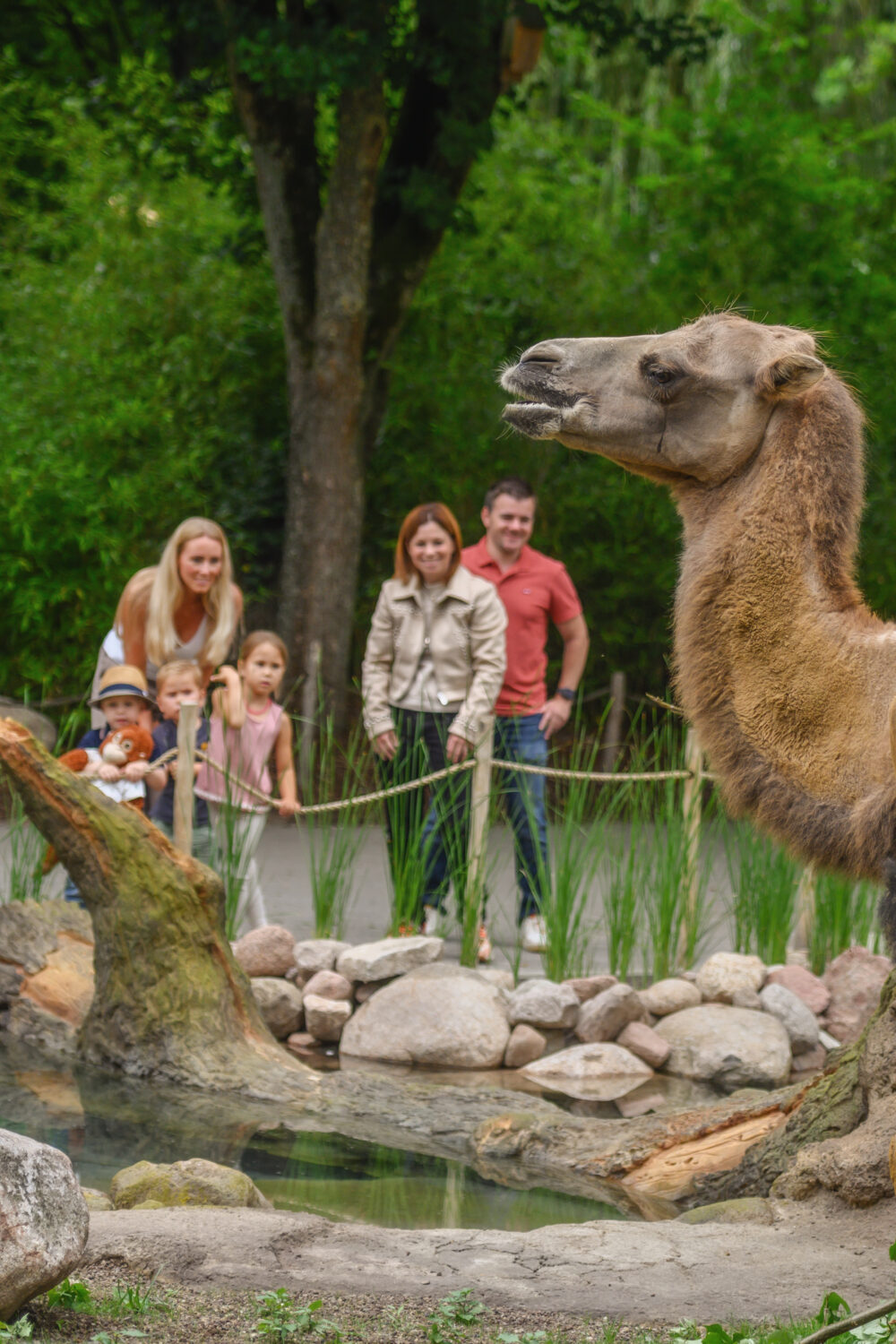 Ein Dromedar steht im Vordergrund, während eine Gruppe von Menschen im Hintergrund steht. Die Umgebung ist grün mit Bäumen und Steinen.