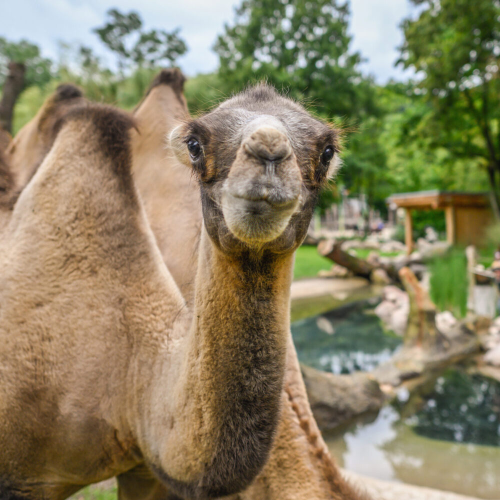 Nahaufnahme eines Dromedars mit einem neugierigen Gesichtsausdruck. Im Hintergrund sind weitere Dromedare und Besucher im Tiergarten zu sehen.