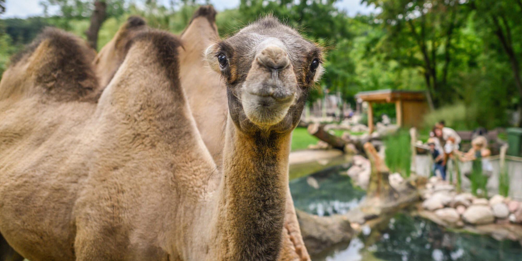 Nahaufnahme eines Dromedars mit einem neugierigen Gesichtsausdruck. Im Hintergrund sind weitere Dromedare und Besucher im Tiergarten zu sehen.