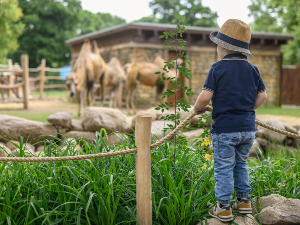Ein kleiner Junge mit einem Strohhut steht auf einem Weg aus Steinen und schaut auf eine Gruppe von Kamelen im Hintergrund. Er trägt ein dunkelblaues T-Shirt und Jeans.