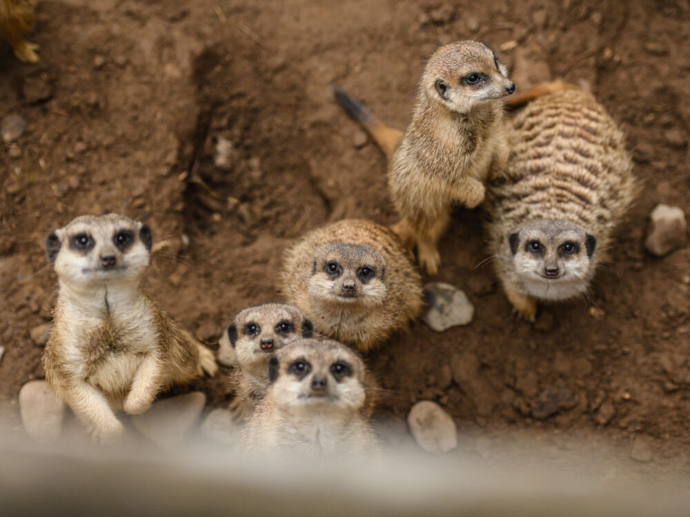 Fünf Erdmännchen stehen aufrecht und sitzen auf dem Boden. Sie haben braunes Fell mit gestreiften Rücken und schauen in die Kamera.