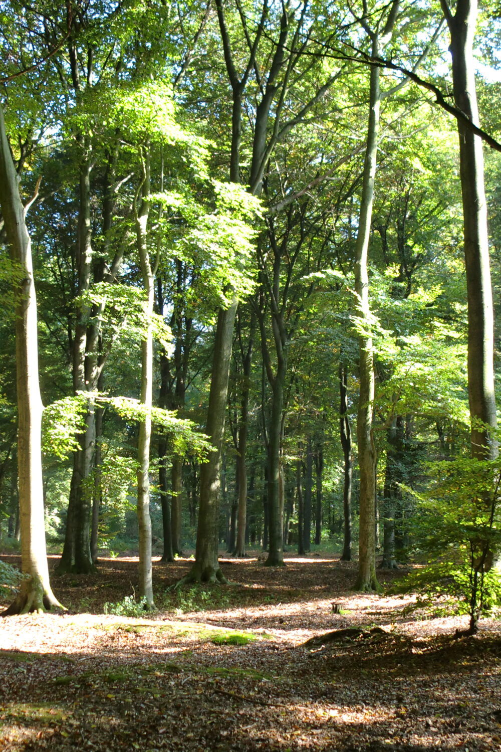 Wald mit hohen Bäumen, grünen Blättern und Licht, das durch das Blätterdach auf den Boden fällt.
