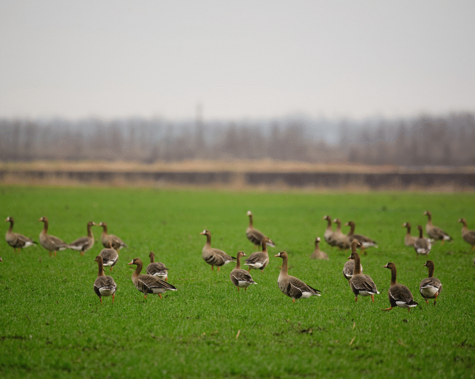 Ganz viele Wildgänse fliegen über eine grüne Wiese.