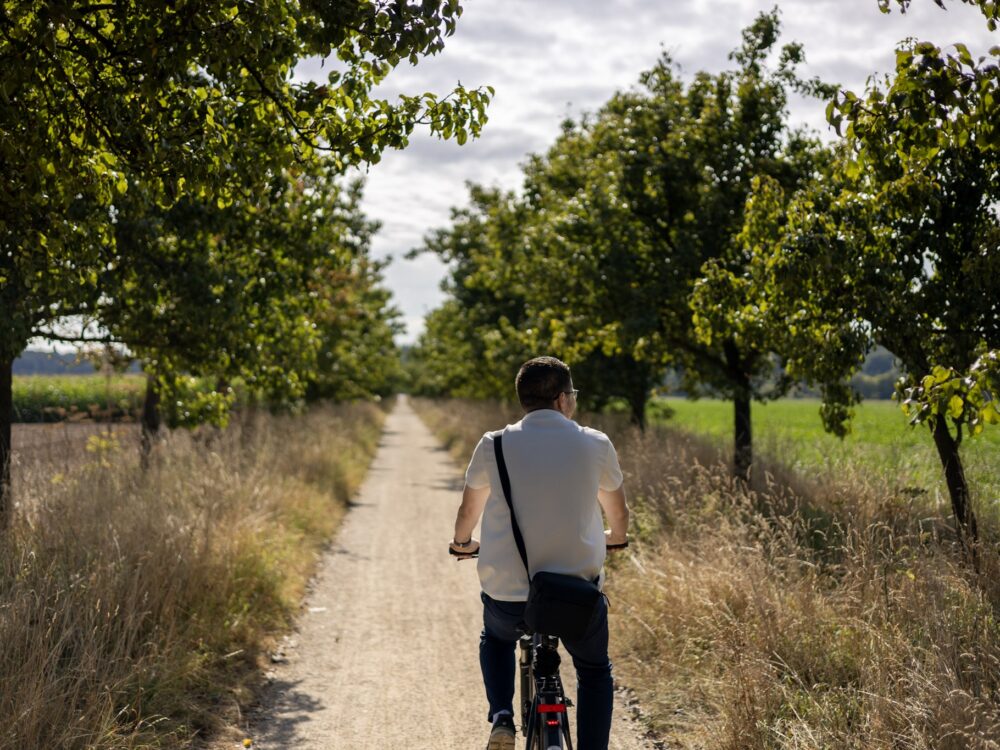 Junger Mann fährt auf dem Fahrras entlang einer blühenden Allee.