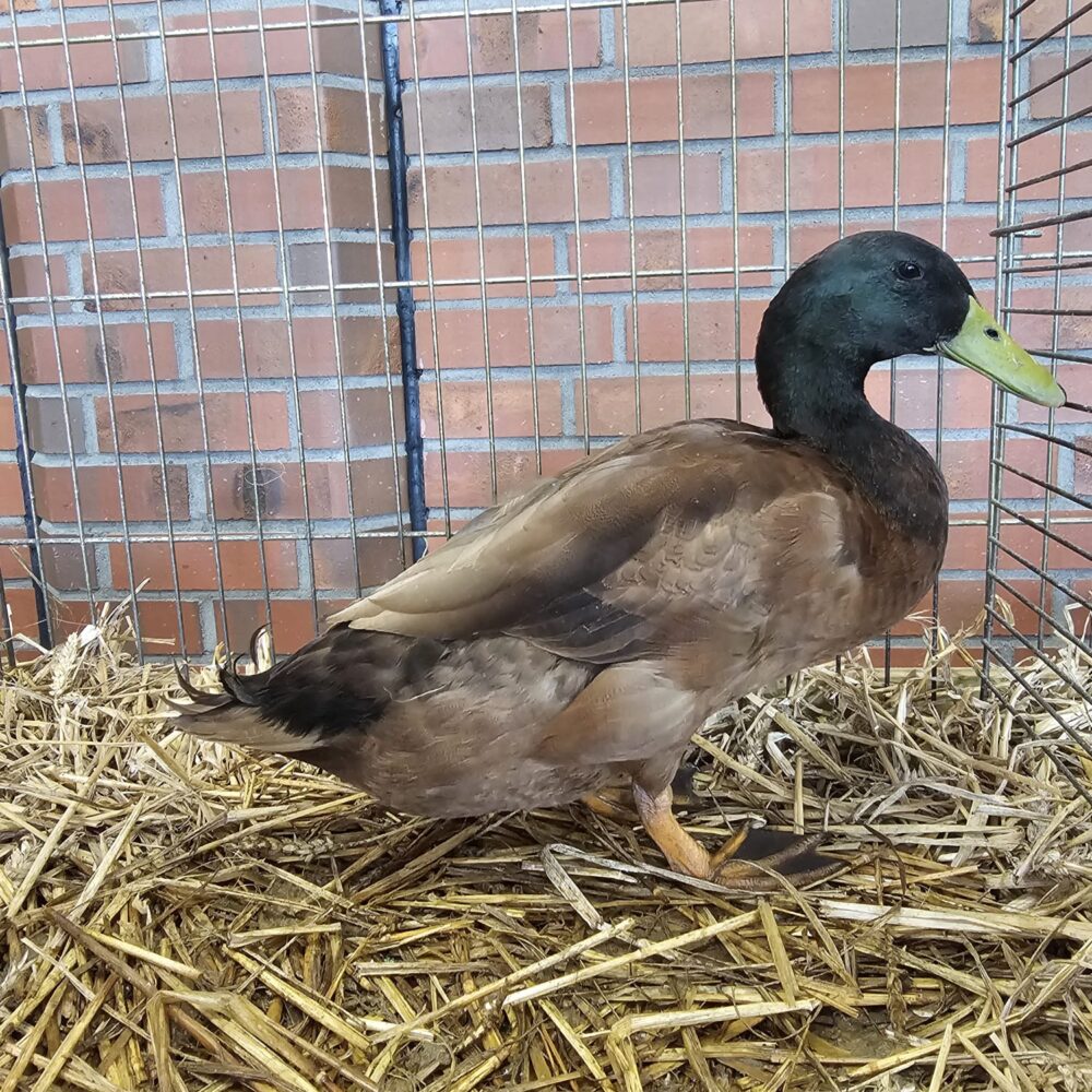 Deutsche Campbellente